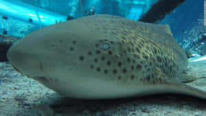 豹紋鯊在水族館隧道附近的沙質底部休息。 — 鯊魚 壁紙
