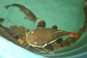 有長鬍鬚的斑點鯰魚在綠色水族箱中游泳。 — 魚 GIF 壁紙