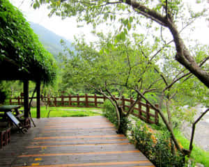 穿過森林區域的木製步道，享有山景和野餐桌。 — 花園 壁紙