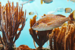 一條棕色魚在清澈的藍色海水中靠近橙色珊瑚游動。 — 百慕達 壁紙