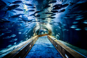 水下隧道，魚在藍色燈光的水族館中從頭頂游過。 — 水族箱 壁紙