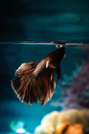 一條深色鬥魚帶有流動的魚鰭，在藍色水族箱中靠近水面游動。 — 水族箱 壁紙