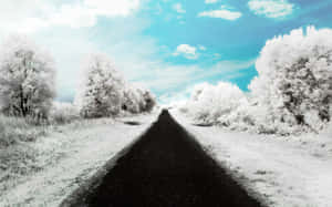 一條黑暗的道路蜿蜒穿過雪森林，在明亮的藍天下。 — 16:10 壁紙