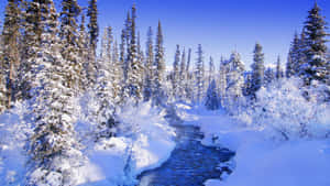 白雪覆蓋的松樹環繞著冬日森林中流淌的小溪。 — 冬季風景 壁紙