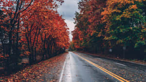陰天天空下，潮濕的道路兩旁是充滿活力的秋季樹木 — 秋季美學 壁紙