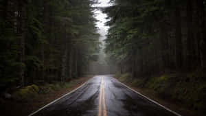 在雨天，一條濕漉漉的道路蜿蜒穿過霧濛濛的常綠森林。 — 魔法森林 壁紙