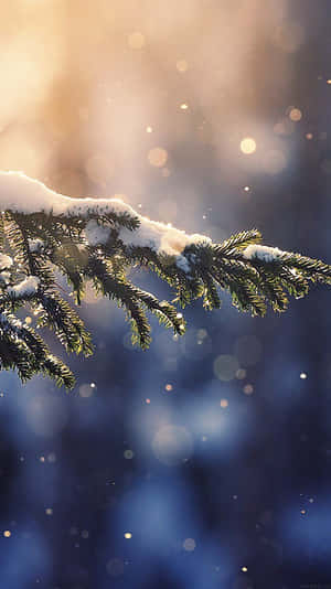 被雪覆蓋的松樹枝在金色陽光下閃耀，帶有藍色散景背景。 — 冬季風景 壁紙