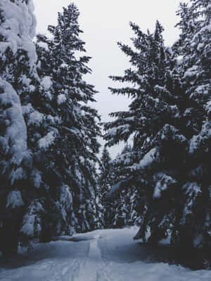 灰色天空下，高大的松樹環繞著積雪的森林小徑。 — 雪 壁紙