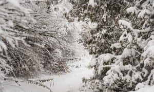 白雪覆蓋的森林小徑在常綠樹之間蜿蜒。 — 可愛的雪 壁紙