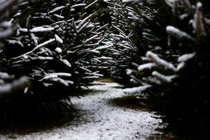 冬季森林中穿過常綠樹的積雪小徑。 — 冬季風景 壁紙