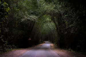一條安靜的道路在黃昏時分消失在茂密的竹林裡。 — 自然 壁紙