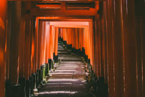 一條兩旁排列著橙色鳥居的長路，通向遠方。 — 魔法森林 壁紙