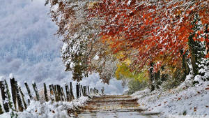 多雲天空下，兩旁樹木掛著紅橙色葉子的白雪小徑。 — 酷寒冬季 壁紙