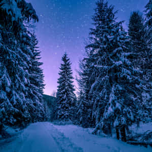 星光燦爛暮色天空下的白雪覆蓋森林小徑 — 雪山 壁紙