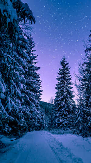 星光燦爛的暮色天空下的白雪覆蓋森林小徑 — 可愛的雪 壁紙