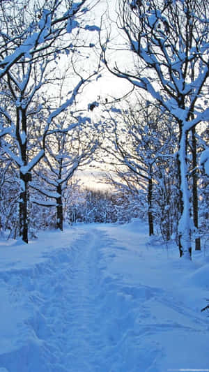 日出時光禿禿的樹木映襯下的雪森林小徑。 — 冬季風景 壁紙