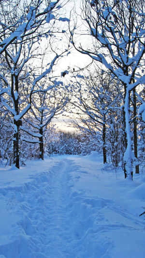 黃昏時分，白雪覆蓋的森林小徑兩旁排列著光禿禿的樹木 — 冬季風景 壁紙