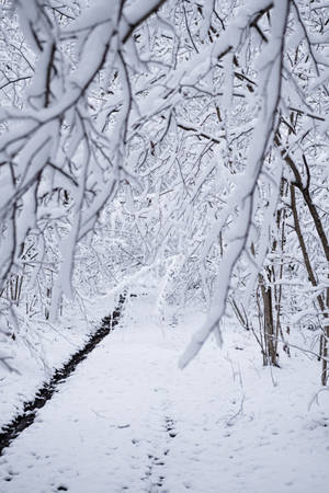 白雪覆蓋的森林小徑，光禿禿的樹木和腳印 — 冬季風景 壁紙