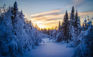 夕陽下的雪地森林小徑，樹木覆蓋霜雪，天空金黃。 — 冬季風景 壁紙