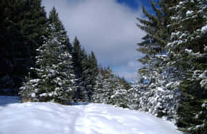 藍天白雲下，常綠樹林立的積雪森林小徑。 — 冬季風景 壁紙