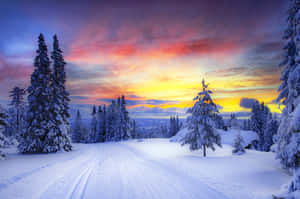 色彩繽紛的夕陽天空下，松樹林立的雪地森林小徑 — 冬季美學 壁紙
