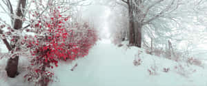 白雪覆蓋的森林小徑，灌木叢中有紅葉和結霜的樹枝 — 冬季風景 壁紙