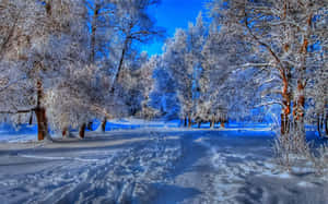 白雪覆蓋的森林小徑，兩旁是結霜的樹木，在清澈的藍天下。 — 16:10 壁紙