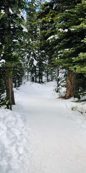 白雪覆蓋的森林小徑在高大的松樹間蜿蜒。 — 冬季風景 壁紙