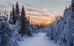 夕陽下的雪地森林小徑，常青樹被雪覆蓋 — 早晨榮耀 壁紙