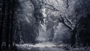 白雪覆蓋的森林小徑，結霜的樹木，霧氣瀰漫的氛圍。 — 冬季風景 壁紙