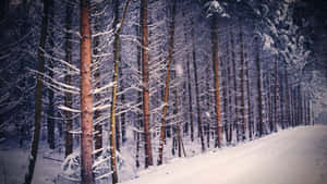 冬日裡，白雪覆蓋的森林小徑兩旁是高聳的松樹。 — 冬季風景 壁紙
