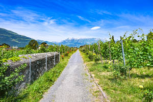 碎石路穿過葡萄園，背景有山脈，晴朗天空 — 3:2 壁紙