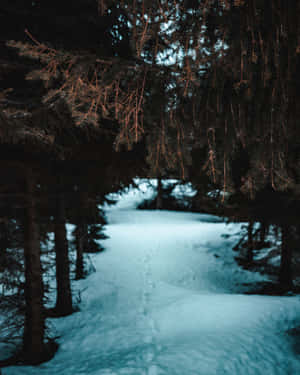 積雪森林小徑在暮色中蜿蜒穿過常綠樹木。 — 冬季風景 壁紙