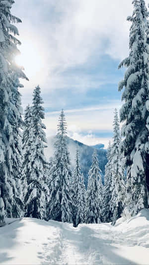 積雪森林小徑被高大的松樹環繞，在明亮的陽光下。 — 冬季風景 壁紙
