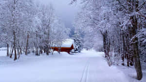 積雪森林小徑，紅色小屋被光禿禿的樹木環繞。 — 冬季風景 壁紙