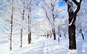 積雪的小徑兩旁是結霜的白樺樹，在明亮的藍天下。 — 白雪公主 壁紙