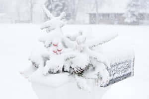 積雪的常綠樹枝上掛著紅色漿果，旁邊是冬日郵箱。 — 3:2 壁紙