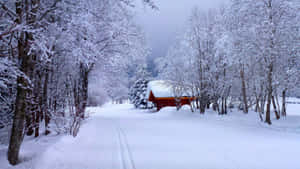 冬天積雪的森林小徑通向紅色小屋。 — 冬季桌面 壁紙