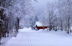 積雪森林小徑通往冬日紅色小屋。 — 冬季風景 壁紙