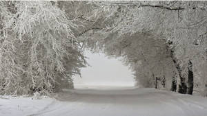 在寧靜的冬日景色中，被霜凍樹木框住的雪路。 — 冬季風景 壁紙