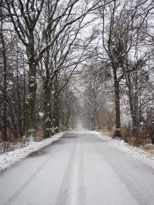 冬季森林中，光禿禿的樹木兩旁是積雪的道路，雪花飄落。 — 道路 壁紙