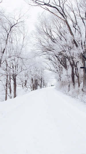 在寂靜的冬季森林中，積雪的道路兩旁是覆蓋著霜的樹木。 — 白雪公主 壁紙