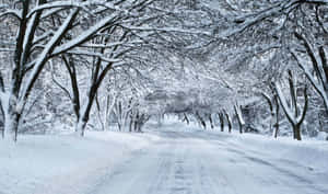 在寂靜的冬季森林中，積雪的道路兩旁排列著光禿禿的樹木。 — 冬季風景 壁紙