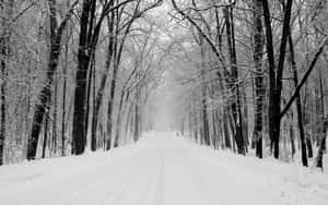 積雪的森林道路，兩旁是光禿禿的樹木 — 白雪公主 壁紙