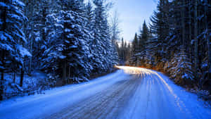 積雪的森林道路蜿蜒穿過高大的常綠樹，在清澈的藍天下。 — 冬季風景 壁紙