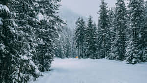 積雪的松樹林小徑，冬日遠處有一輛黃色車輛。 — 冬季風景 壁紙