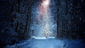 冬夜中，光束照亮積雪覆蓋的森林小徑。 — 酷寒冬季 壁紙