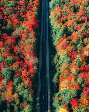 一條筆直的道路蜿蜒穿過一片有著火紅秋葉的森林。 — 插畫 iPhone 壁紙