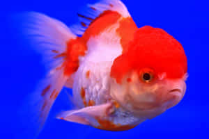 一條紅白相間的觀賞金魚在藍色水中游泳。 — 金魚 壁紙