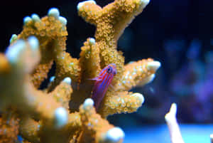 一條細小彩色魚兒藏身於水中的橙色珊瑚中。 — 水族箱 壁紙